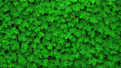 A dense cluster of vibrant green clover leaves evenly spread across the frame, forming a lush, natural textured background