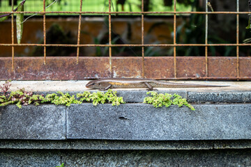 A lizard is sunbathing on a wall in the garden.