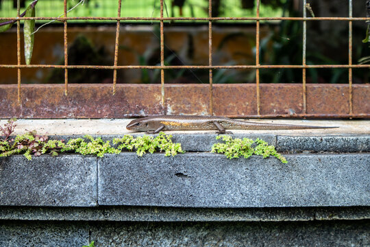 A lizard is sunbathing on a wall in the garden.