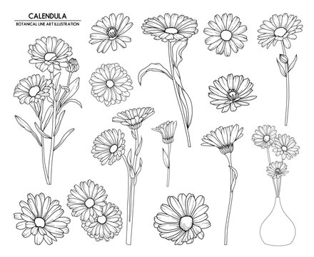 Collection of calendula flowers, hand drawn botanical line drawing, vector floral line art illustration for wedding, logo, advertising, packaging