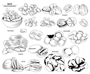 Obraz premium Collection of nuts, food line drawing, vector line art illustration for logo, advertising, packaging