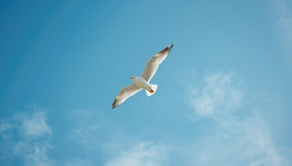 Seagull gliding beneath bright sunlight in a cloudless sky, illustrating bird flight and outdoor activity