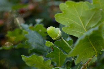 ATMOSPHERIC CLOSE UP OF GREEN ACORN AND OAK LEAVES IN NATURE 