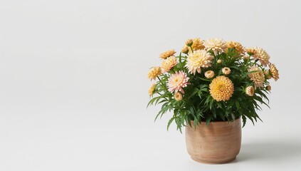 Potted chrysanthemum blooms with lush green leaves, serving as a floral decoration, World Flower Day