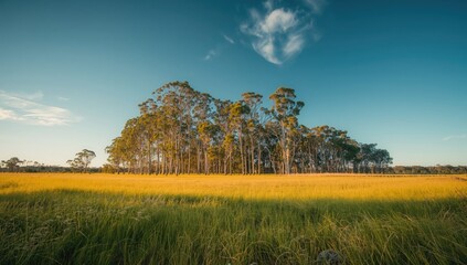 Eucalyptus trees and open field in an Australian landscape, highlighting natural vegetation and terrain features