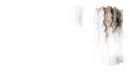 A detailed view of tree bark texture with rough patterns and natural colors