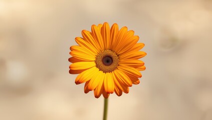 African Daisy flower, vibrant bloom in natural sunlight, suitable for botanical research or nature-themed layouts