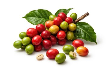 Varied coffee fruit maturity levels with bright ripe and raw unripe berries on a clean white base