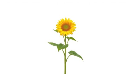 Single yellow sunflower on a white backdrop serving as a clean background for graphic design, floral theme