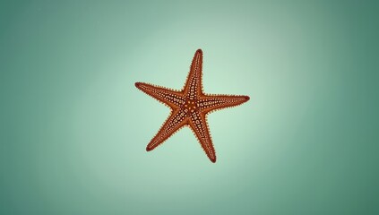 Microscopic view of Starfish Urasterias lincki focusing on its body parts, marine biology research application