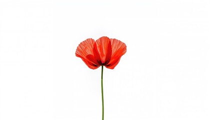 Fototapeta premium Single vibrant poppy flower against a white backdrop, serving as a visual for floral design or botanical illustrations, Earth Day