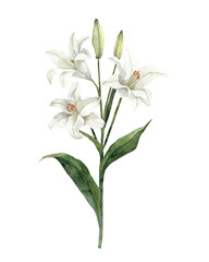 Obraz premium Handpainted Watercolor White Easter Lily Flowers. Botanical illustration. Isolated on a white background