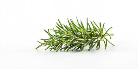 Herbal rosemary leaf spice on plain white backdrop, emphasizing fresh ingredients for cooking