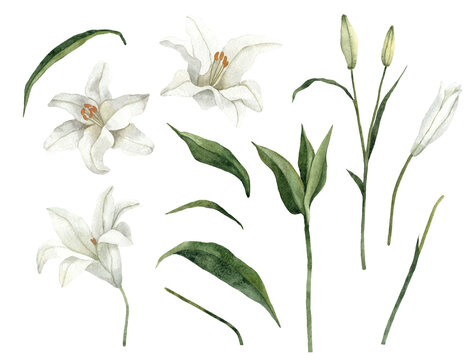 Handpainted Watercolor White Easter Lily Floral Elements. Isolated on a transparent background