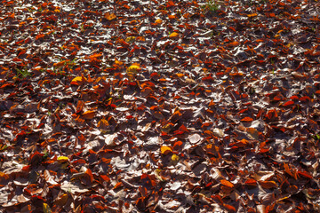 Bunt verf&auml;rbtes Herbstlaub, auf dem Boden liegend, Deutschland