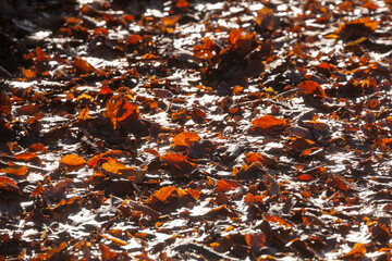 Bunt verf&auml;rbtes Herbstlaub, auf dem Boden liegend, Deutschland