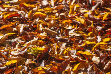 Bunt verf&auml;rbtes Herbstlaub, auf dem Boden liegend, Deutschland