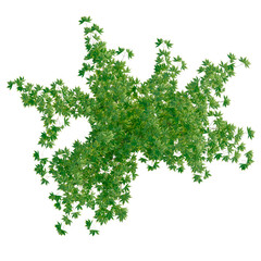 Fototapeta premium Acer palmatum tree plan, top view, cutout, transparent background, isolate, Lush Green Fern Fronds Detailed Texture, Natural Botanical Background for Design Elements