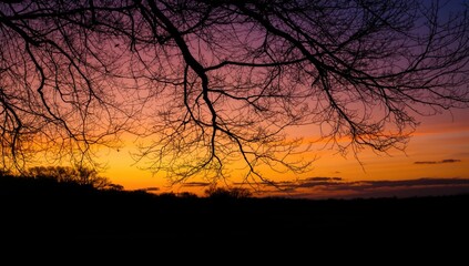 Sunset scene with tree branches silhouette, focusing on evening light and landscape silhouette