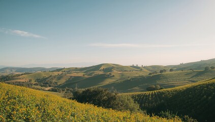 Obraz premium California hillside landscape during daytime, highlighting seasonal soil stability