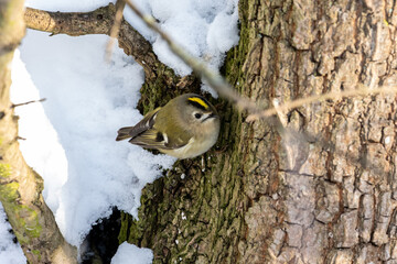 Wintergoldhänchen © Isnurnfoto.
