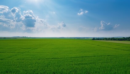 Obraz premium Aerial view of a summer landscape field, highlighting crop growth