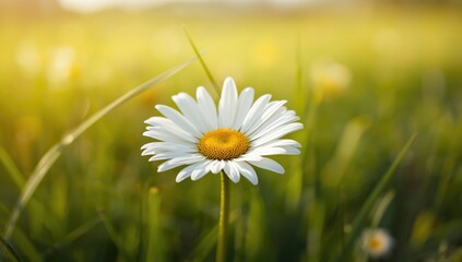 Daisy flower macro shot in sunlight, ideal for spring-themed layout or botanical backgrounds