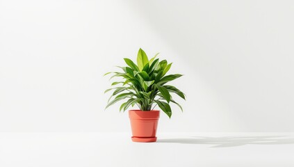 Fototapeta premium Potted house plant in a red container on a plain white backdrop, ideal for UI backgrounds