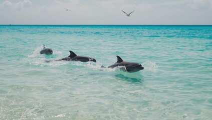 Fototapeta premium Dolphins surfacing in shallow waters, ideal for eco-tourism promotional materials, Earth Day