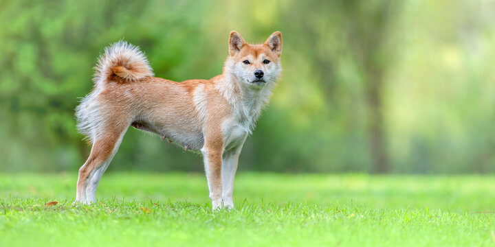 Portrait of an hairy female Shiba Inu in a meadow on a breeding dog farm. Canis familiaris, Cher 18, r&eacute;gion Centre Val de Loire, France, European Union, Europe