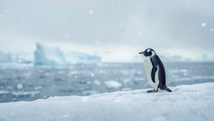 Adelie penguin perched on icy terrain with light snow, emphasizing polar habitat preservation