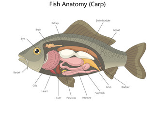 carp showing detailed internal organs including gills, brain, heart, swim bladder, and digestive system parts diagram hand drawn schematic raster. Science educational illustration
