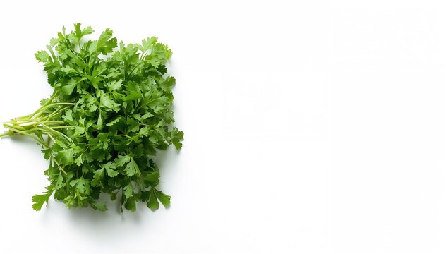 Fresh green organic cilantro bunch, used as a garnish or ingredient in food preparation, Earth Day