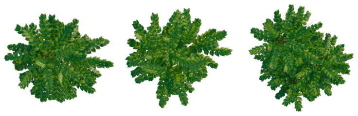 Mahonia japonica tree plan, top view, cutout, transparent background, isolate, Lush green foliage texture, detailed close-up of vibrant plant leaves, natural background