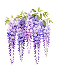 藤の花の水彩イラスト