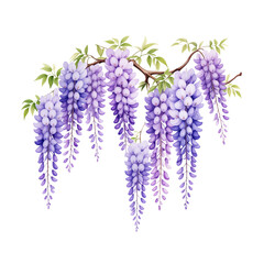 藤の花の水彩イラスト