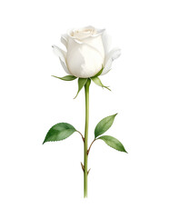 一輪の白薔薇の水彩イラスト