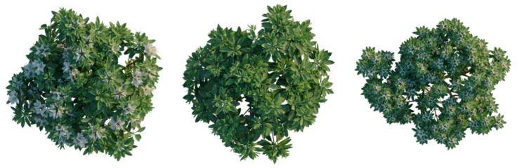 Rhododendron Hino White tree plan, top view, cutout, transparent background, isolate, Aerial View of Lush Green Trees and Ground Covering Plants with Healthy Foliage