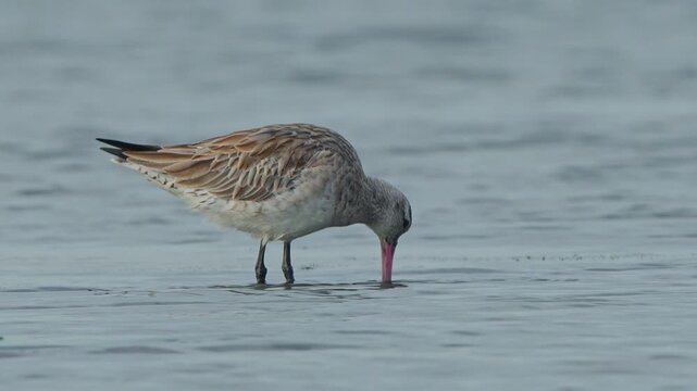 Black tailed Godwit Limosa limosa close up walking and probing on Taiwan tidal flats slow motion 4K, bird leaves frame at the end