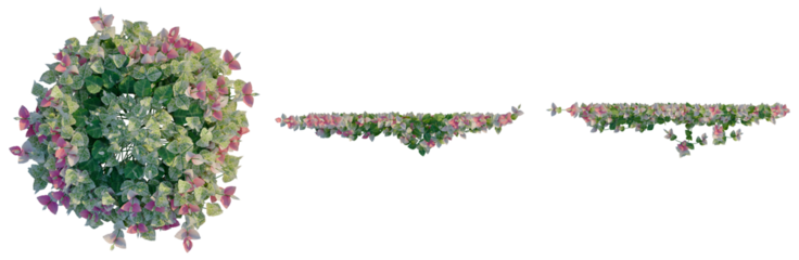 Trachelospermum asiaticum Hatsuyukikazura tree plan, top view, cutout, transparent background, isolate, Close-up of vibrant pink and green coral bells plant, blooming flowers, nature background