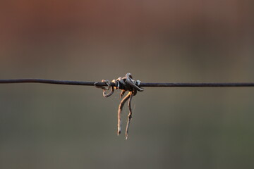 un viticcio in un vigneto in inverno al tramonto
