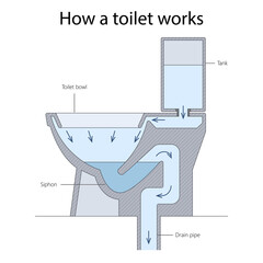 Cross-section diagram of toilet showing how water flows from the tank through the bowl and siphon into drain pipe during flushing diagram hand drawn schematic raster. Science educational illustration