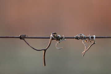 un viticcio in un vigneto in inverno al tramonto