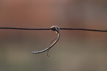 un viticcio in un vigneto in inverno al tramonto