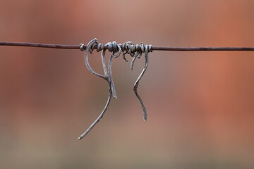 un viticcio in un vigneto in inverno al tramonto