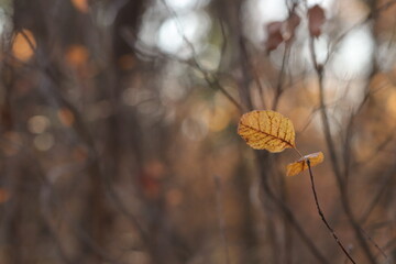 foglie di scotano nel bosco in autunno