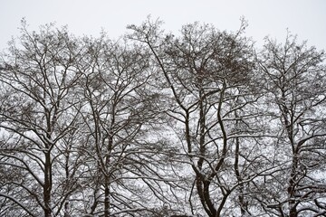  Tree branches against the winter sky in cloudy weather in winter.                              