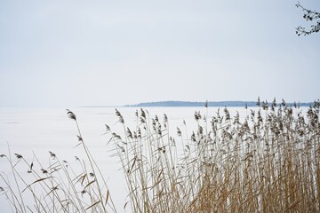  Coastal grass thickets on the shore of Lake Narach in Belarus in winter.                              