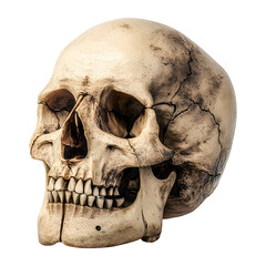 Obraz premium Realistic human skull isolated on transparent background, PNG
