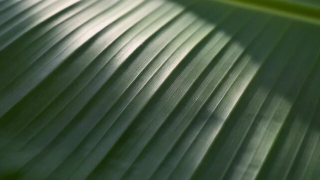 Sunlit patterns on a tropical green leaf surface